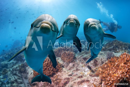 Picture of Three dolphins close up portrait underwater while looking at you